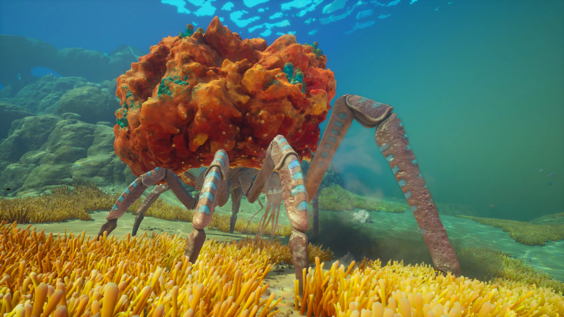 ②サンゴガニ（Coral Crab）の側面の画像