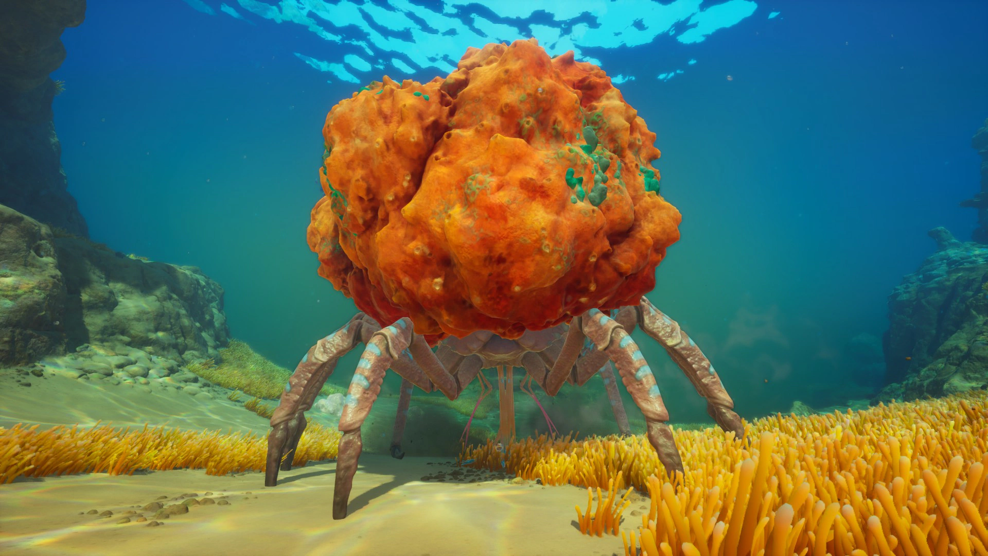 ③サンゴガニ（Coral Crab）の背面の画像