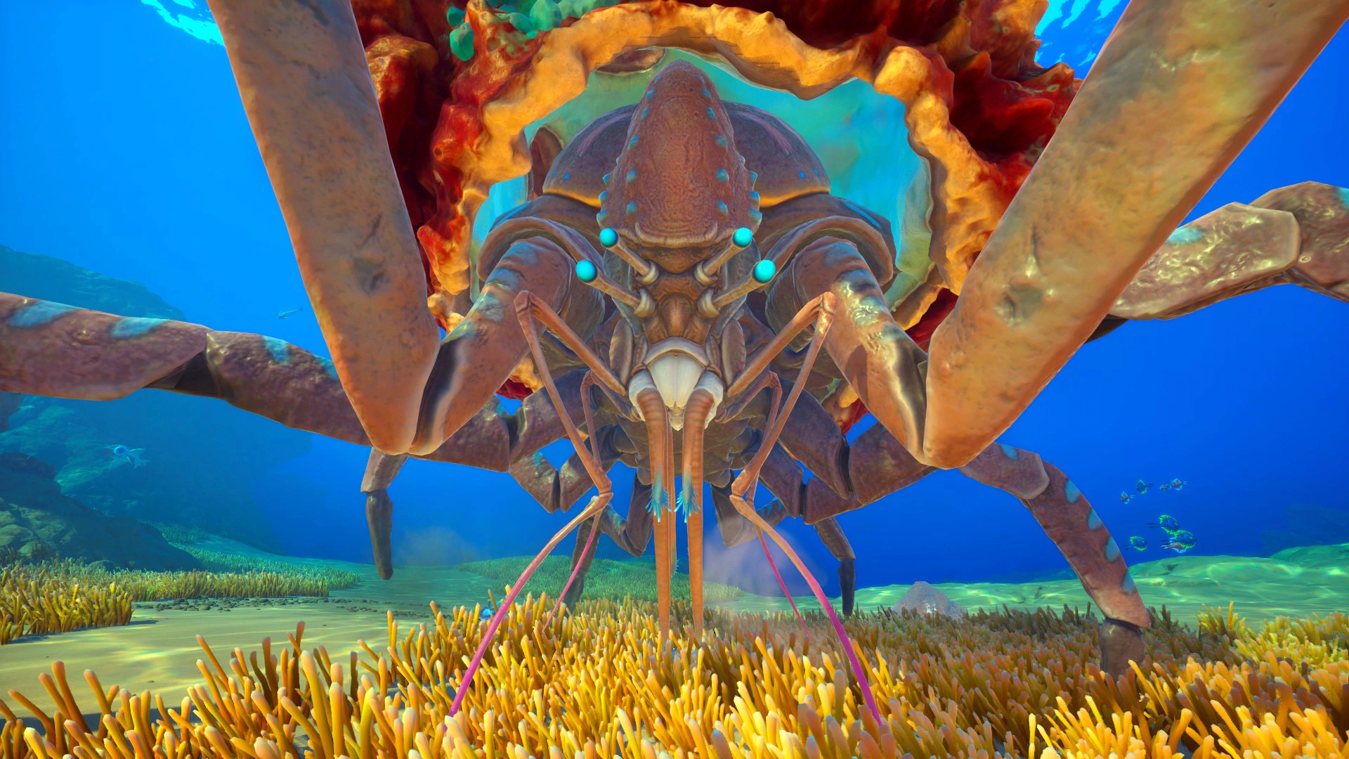④サンゴガニ（Coral Crab）の頭部の画像