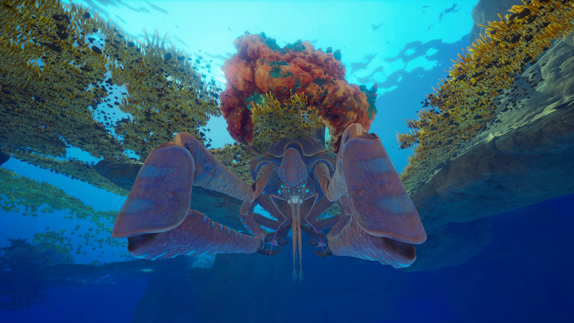 ⑧サンゴガニ（Coral Crab）の擬態中・地形の下からの画像