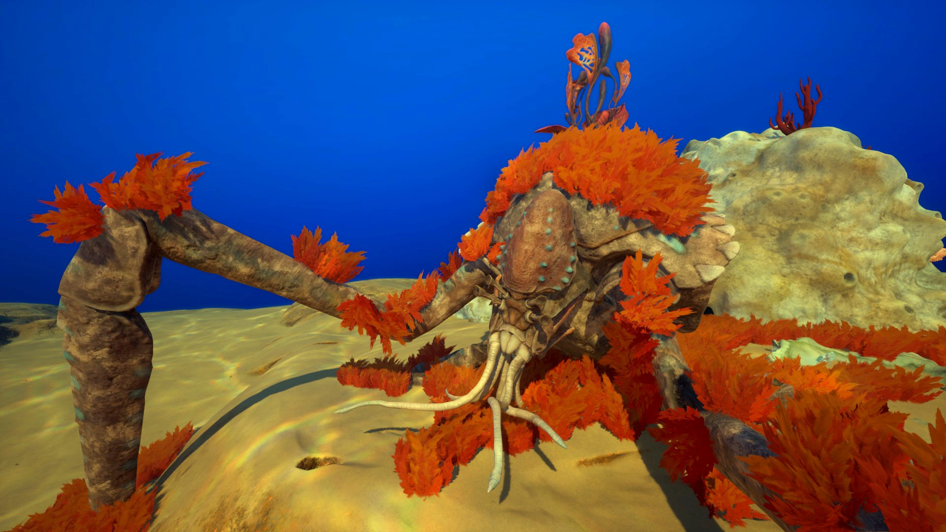 ⑬サンゴガニ（Coral Crab）の死骸の画像
