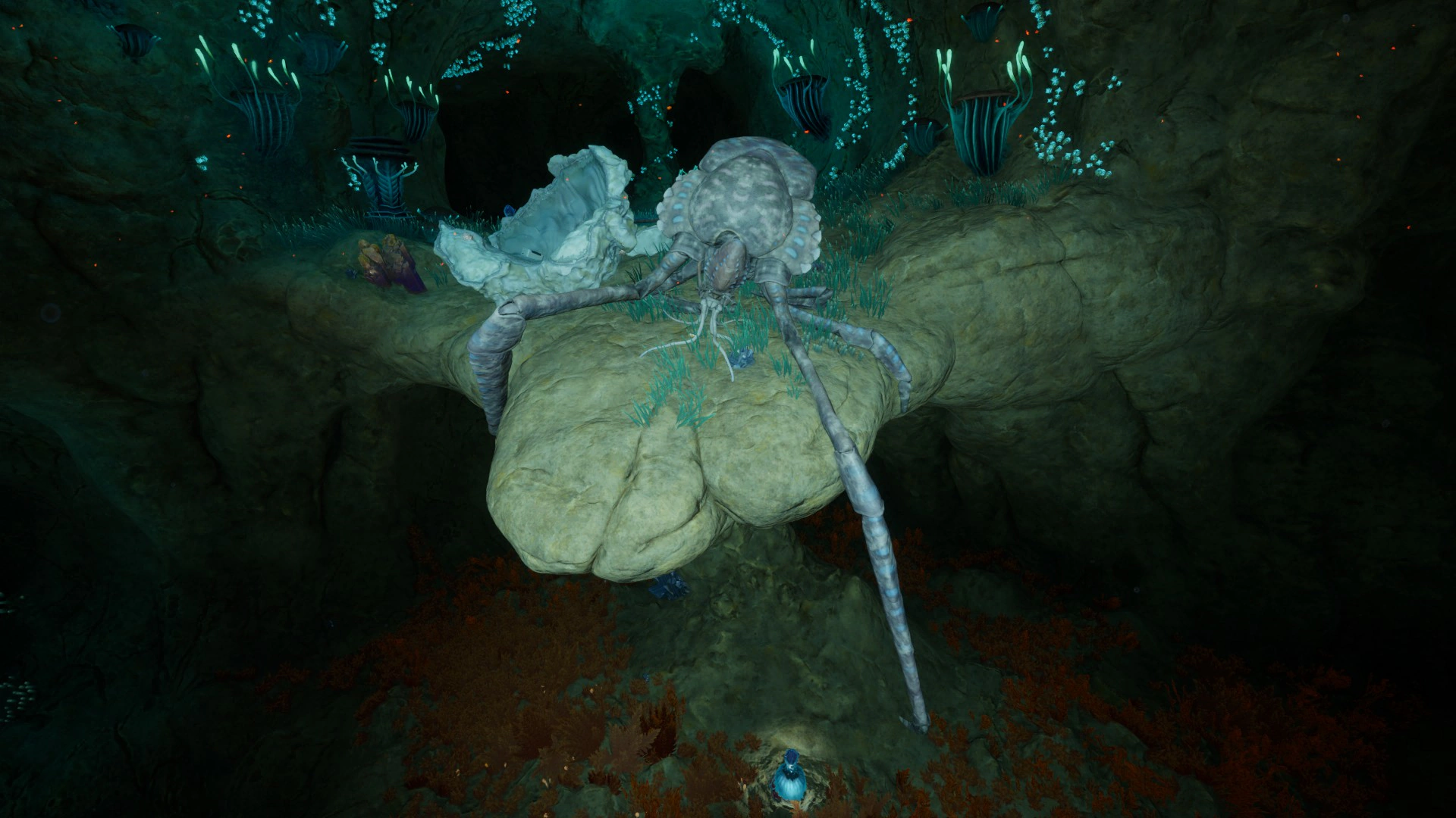 ⑭サンゴガニ（Coral Crab）の熱水洞窟内部の死骸の画像