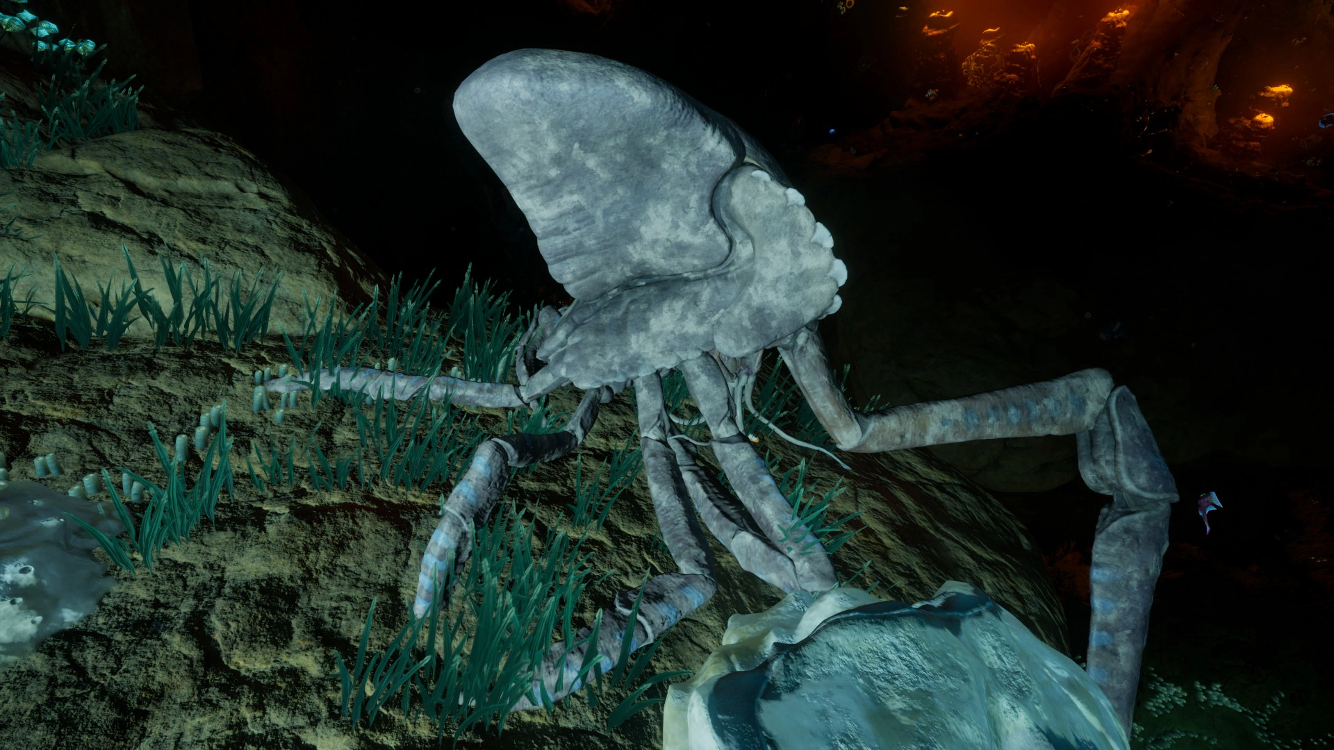 ⑮サンゴガニ（Coral Crab）の死骸の画像