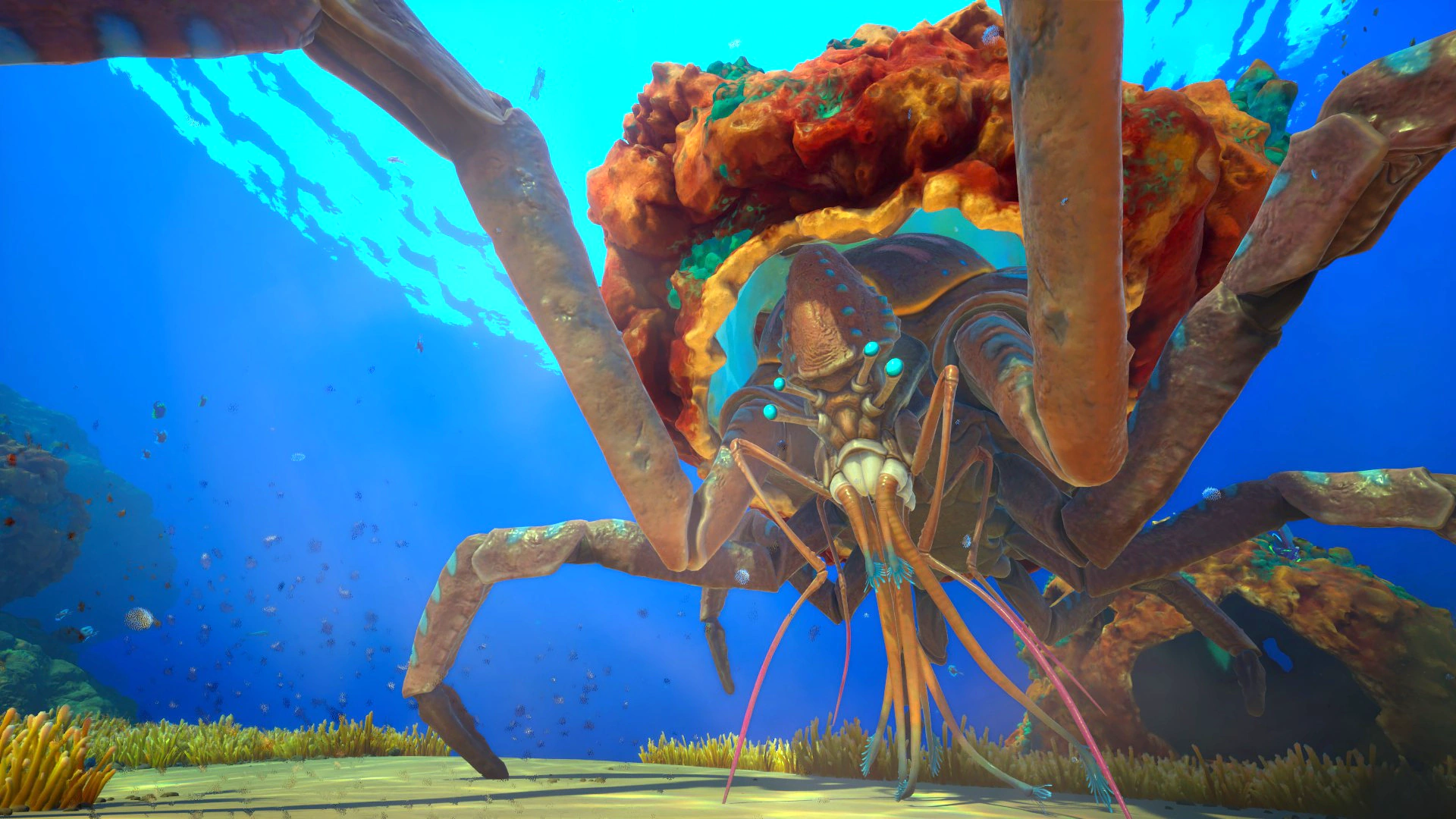 サンゴガニ（Coral Crab）の画像