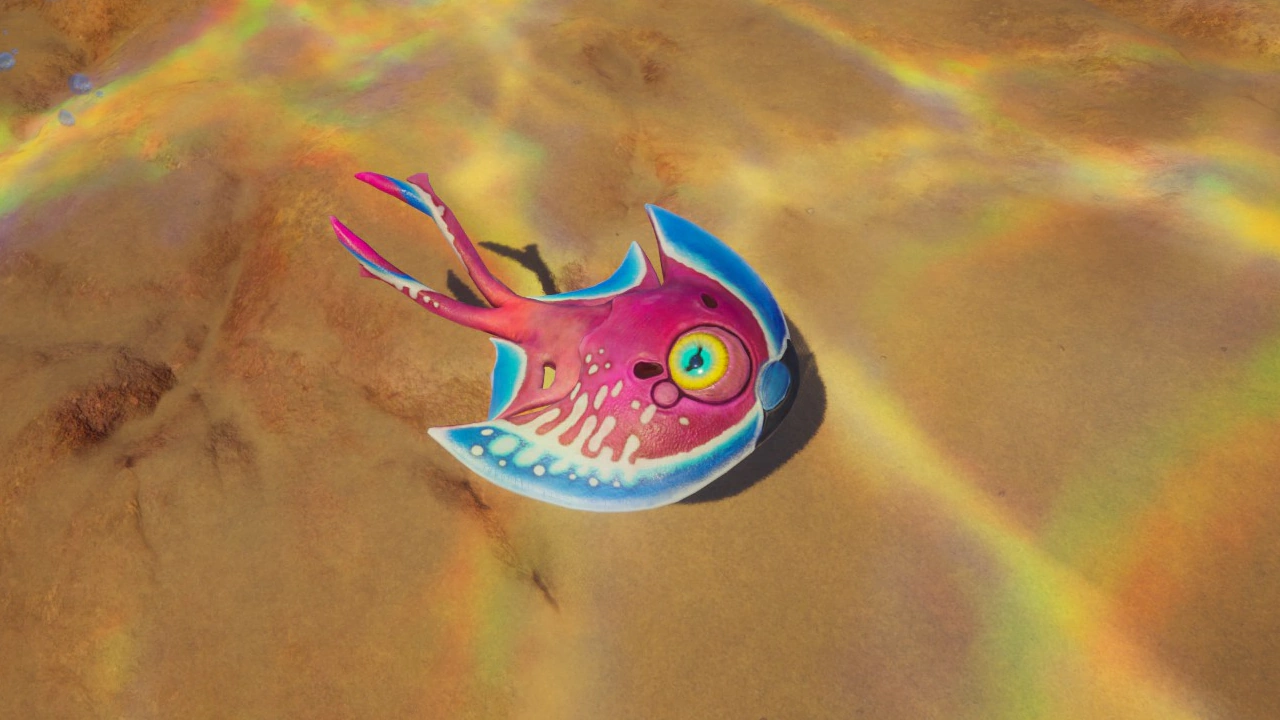 ハーフムーン（Halfmoon）の威嚇中の画像