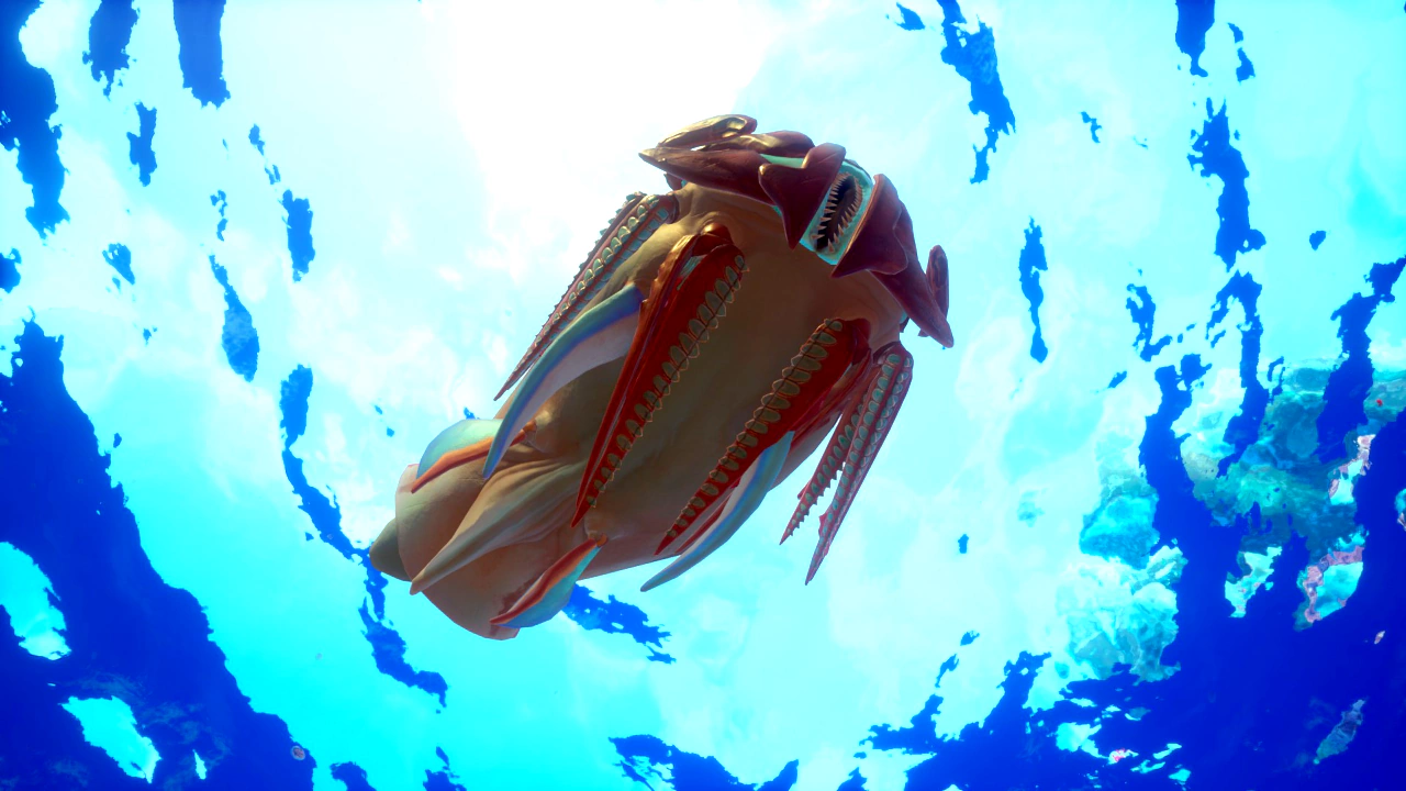 ⑤ハンマーヘッド（Hammerhead）の腹面の画像