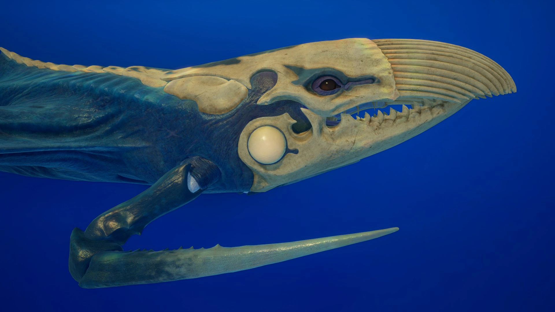 ⑳シヴァー・リヴァイアサン（Shiver Leviathan）の頭部および前肢（オス）の画像