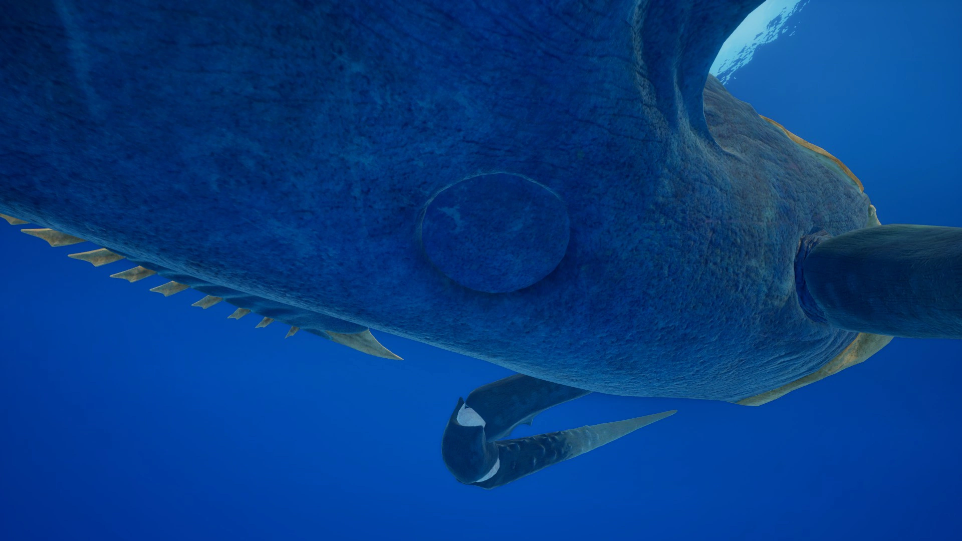 ㉒シヴァー・リヴァイアサン（Shiver Leviathan）の腹部の窪み（オス）の画像