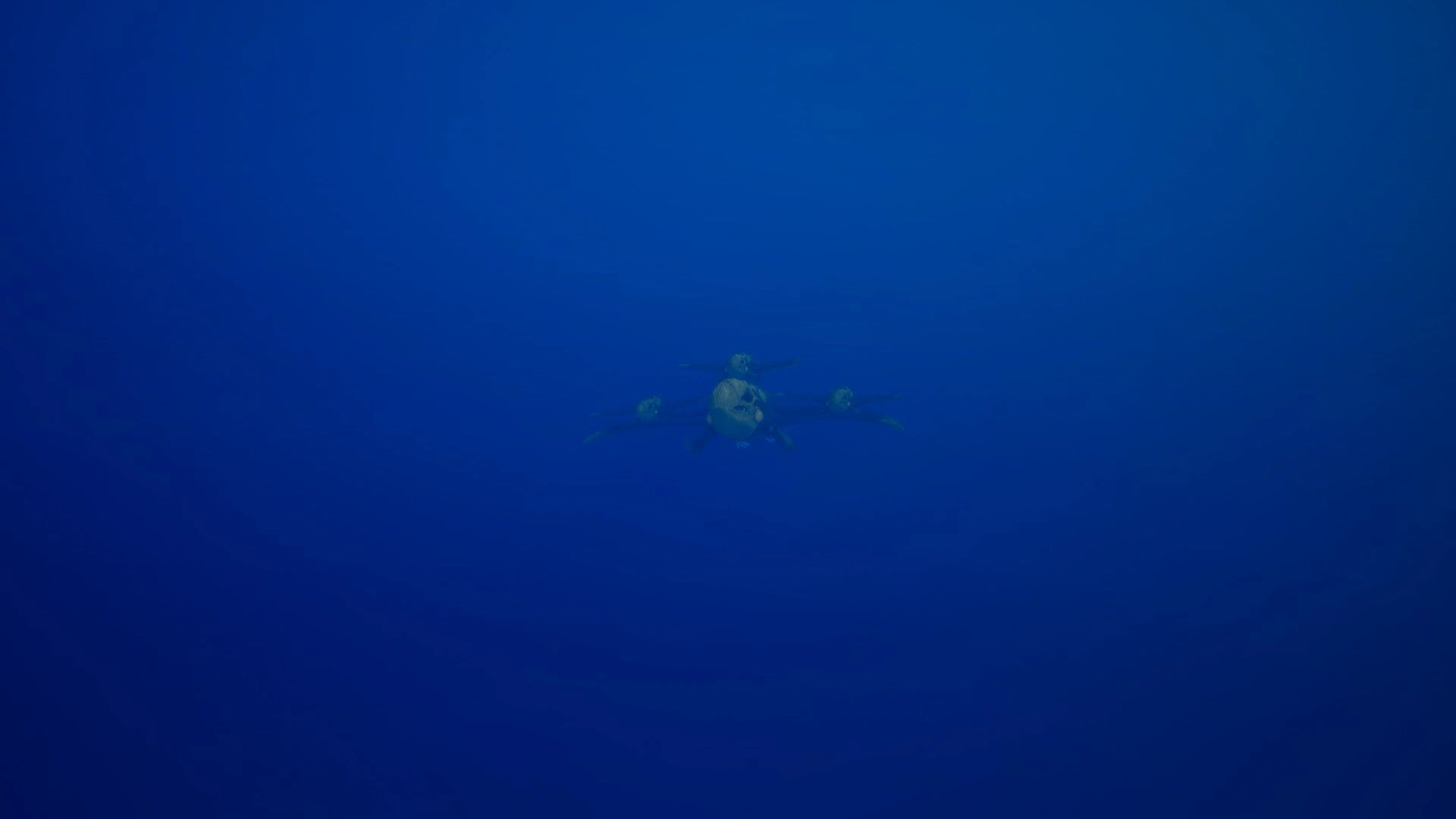 ㉙シヴァー・リヴァイアサン（Shiver Leviathan）の画像