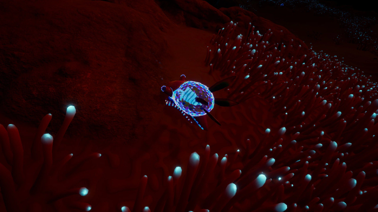 ウミウシ（Water Slug）の夜間の画像